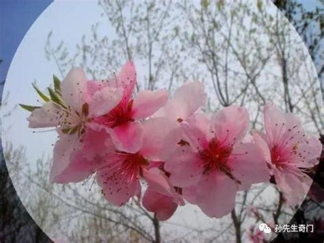 桃花神煞|八字命理中，“神煞桃花”与“桃花运”的区别与运用